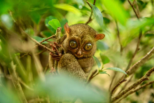 Veszélyeztetett Tarsier Szelektív Fókuszfelvétele Belitung Szigeten Indonéziában — Stock Fotó