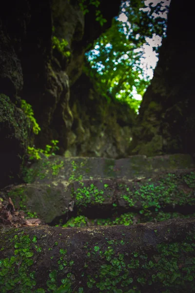 Plano Vertical Escaleras Cubiertas Musgo Bosque —  Fotos de Stock