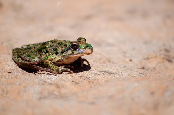 Selective Focus Shot Pelodytes Punctatus Common Parsley Frog — Zdjęcie stockowe