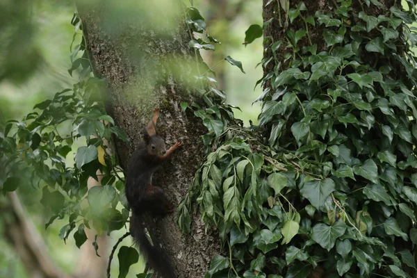 Primer Plano Árbol Con Hojas Verdes Vides —  Fotos de Stock