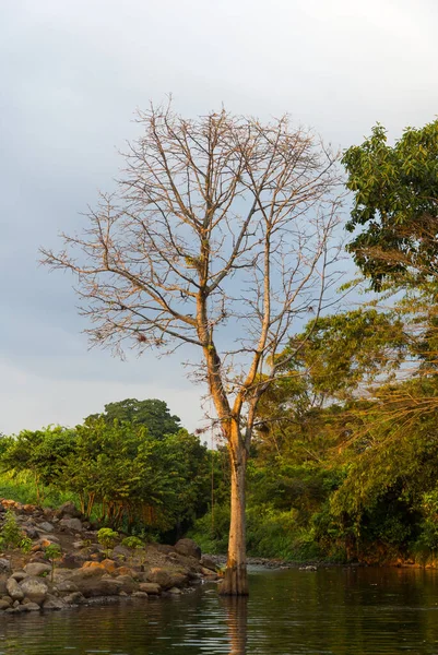 Alter Baum Zwischen Fluss Ländlichem Gebiet Guatemalas Kraft Der Organischen — Stockfoto