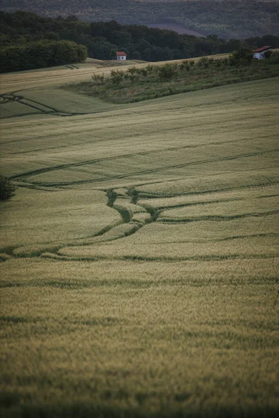 Vertical Shot Cereal Grain Field — Foto de Stock