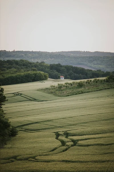 Vertical Shot Cereal Grain Field — Stockfoto