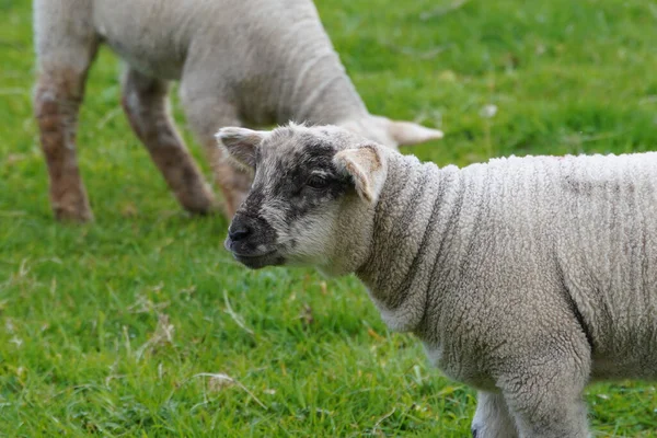 牧草地で赤ん坊の羊のクローズアップショット — ストック写真
