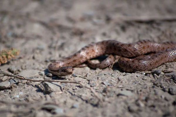 Вибірковий Фокус Гладенької Змії Coronella Austriaca — стокове фото