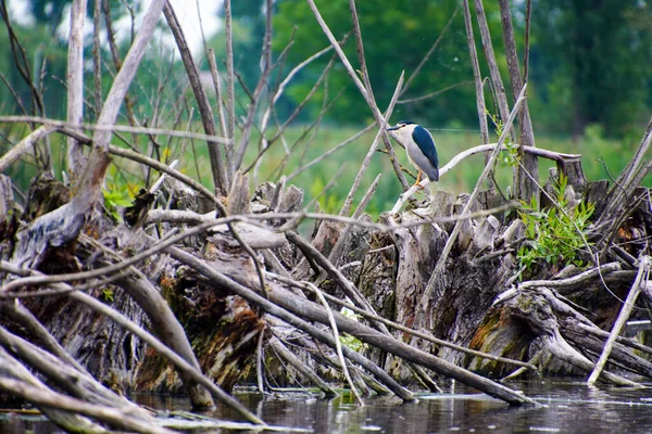 Héron Nuit Couronne Noire Nycticorax Nycticorax Sur Une Branche Dessus — Photo