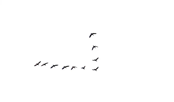 Ein Schwarm Vögel Isoliert Auf Weißem Hintergrund — Stockfoto