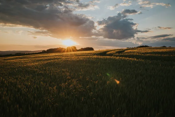 Ett Vetefält Vacker Solnedgång — Stockfoto