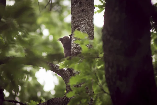 Uma Foto Seletiva Foco Esquilo Vermelho Eurasiano Uma Árvore — Fotografia de Stock
