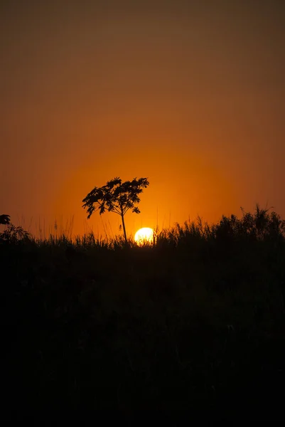 Sunset Southern Coast Guatemala Silhouette Trees Sugar Cane Cultivation Reflections — Stockfoto