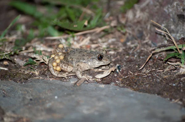 Selective Focus Shot Midwife Toad Alytes Obstetricans — Zdjęcie stockowe