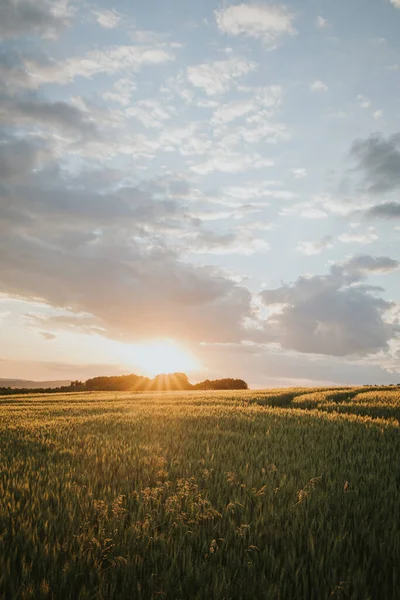 Vertical Shot Wheat Field Scenic Sunset — Photo
