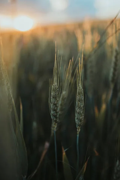 Een Verticaal Schot Van Tarwe Een Veld — Stockfoto