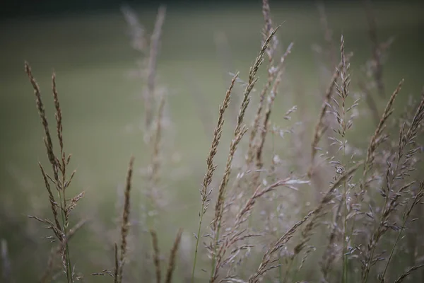 Closeup Shot Tall Wild Plants Wheat Dark Field Gloomy Day — Stock Photo, Image