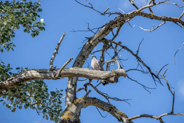 小鸟坐在没有叶子的枯树上的低角度镜头 — 图库照片