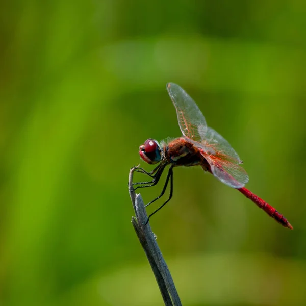 Vertical Shot Dragonfly — Stock Photo, Image