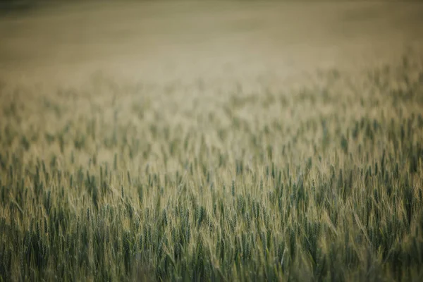 Selective Focus Shot Cereal Grain Field — Fotografia de Stock