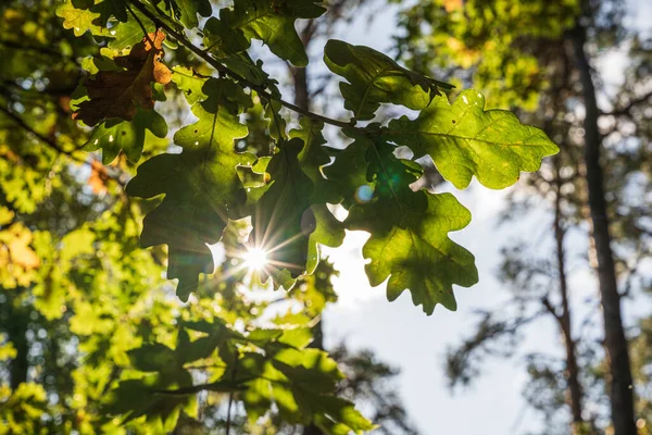 Beautiful View Sun Shining Fresh Green Leaves — Stock Photo, Image