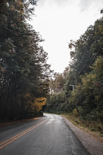 Eine Asphaltierte Straße Durch Den Wald — Stockfoto