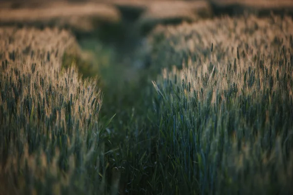 Selective Focus Shot Wheat Field — Stock Photo, Image