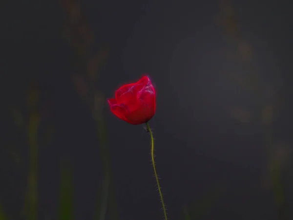 Egy Közeli Felvétel Egy Vörös Tulipánról Amit Mezőn Termesztenek — Stock Fotó