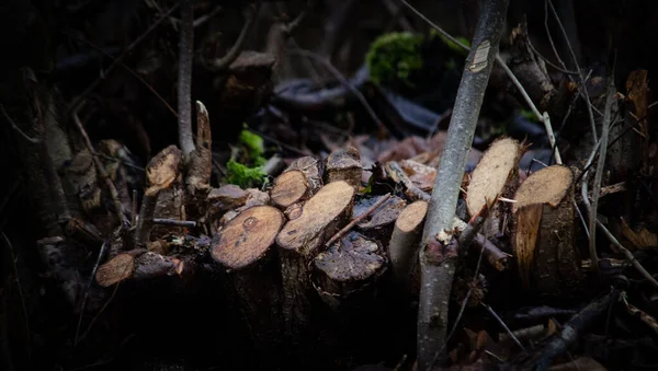 Closeup Shot Tree Root — Stock fotografie