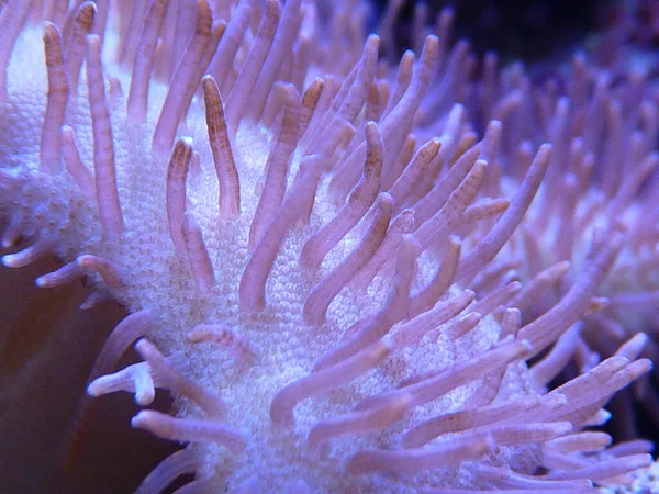 Una Hermosa Anémonas Marinas Bajo Agua — Foto de Stock