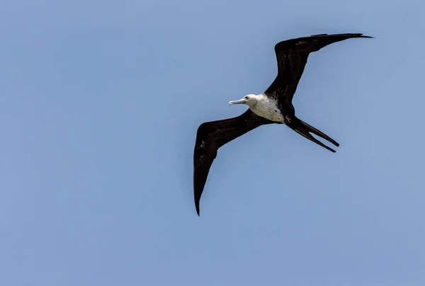 Mavi Arka Planda Uçan Siyah Bir Fregat Kuşu — Stok fotoğraf