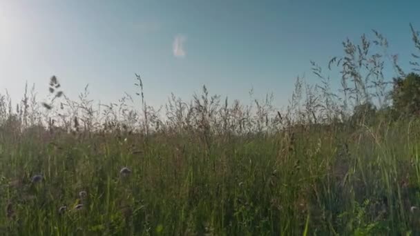 Bela Paisagem Com Campo Grama Céu Nublado — Vídeo de Stock