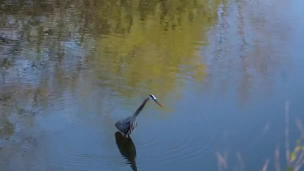 Mooie Witte Reiger Het Water — Stockvideo