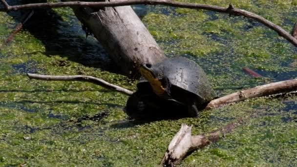 Sköldpadda Som Solar Trädgrenen — Stockvideo