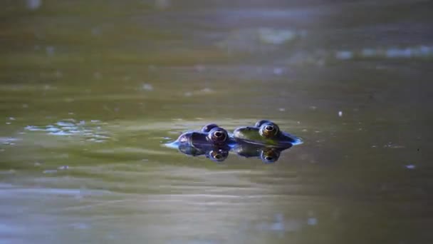 在4K拍摄的一张由两只青蛙组成的特写镜头 它们的身体在池塘下面 头部在水面上 — 图库视频影像