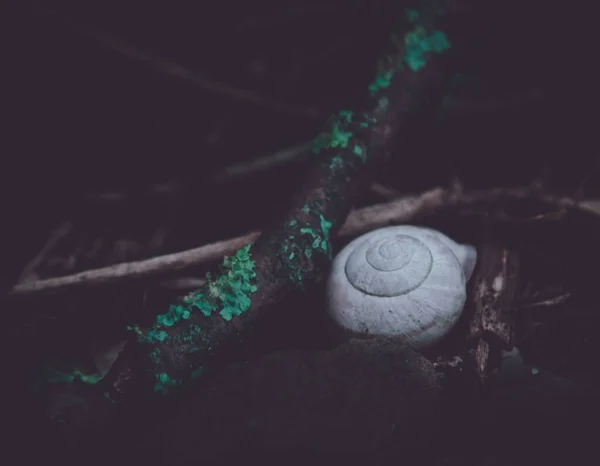地面にカタツムリの殻のクローズアップショット — ストック写真