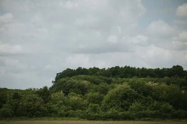 구름낀 아래두꺼운 나무들이 자라는 시골의 — 스톡 사진