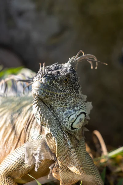 Bir Iguananın Doğal Ortamında Yakın Plan Çekimi — Stok fotoğraf