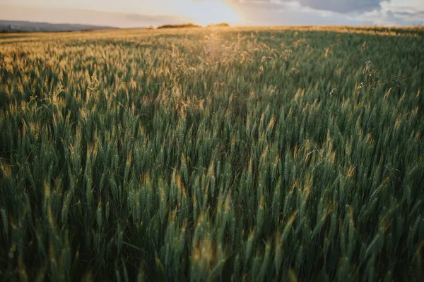 Campo Trigo Durante Una Puesta Sol Escénica —  Fotos de Stock