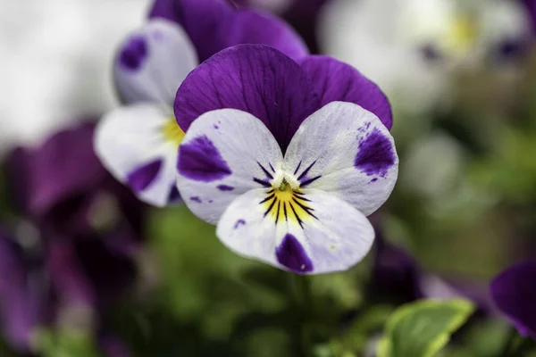 Ein Veilchen Stiefmütterchen Garten — Stockfoto