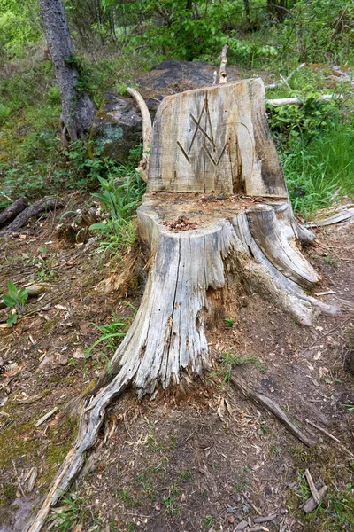 Tiro Vertical Corteza Madera Cortada Con Flecha Grabada Bosque —  Fotos de Stock