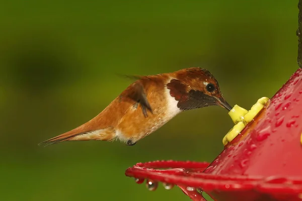 Närbild Rufous Kolibri Selasphorus Rufus Kommer Att Dricka Matare Norra — Stockfoto