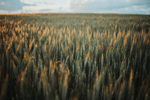 Wheat Field Countryside — Zdjęcie stockowe
