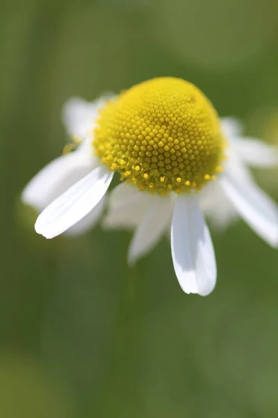 庭に咲くカモミールの花の柔らかい焦点 — ストック写真