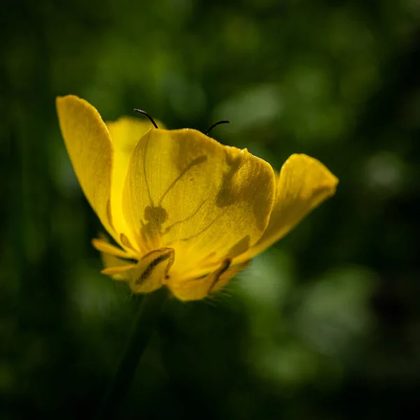 在花园里一朵黄色的花上有选择性地拍摄到的一只锯木苍蝇的焦点 — 图库照片