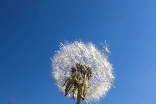 Primer Plano Una Flor Bola Soplo Sobre Fondo Azul Del —  Fotos de Stock