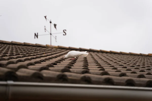 Niski Kąt Zbliżenie Wgląd Białego Ptaka Stojącego Dachu Budynku — Zdjęcie stockowe