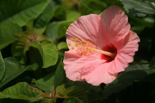 Wysokie Ujęcie Kąta Kwitnącego Hibiskusa Krzaku Pod Sunlight — Zdjęcie stockowe