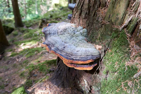 High Angl Shot Hoof Fungus Tree Forest — Stock Photo, Image