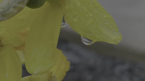 Gocce Acqua Fondo Verde — Video Stock