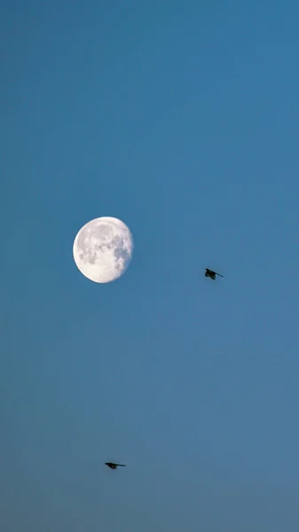 Mavi Gökyüzünde Ayın Dikey Alçak Açılı Görüntüsü Etrafta Uçan Kuşlar — Stok fotoğraf