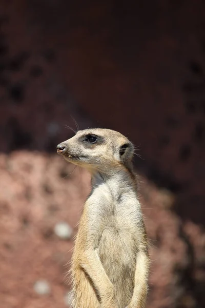 動物園の岩の上に立っている警戒中のMeerkatの垂直ショット — ストック写真