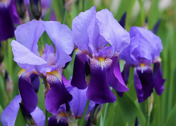 Une Mise Point Sélective Des Fleurs Iris — Photo